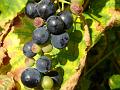 2011-1003-1420_Grapes_25,8